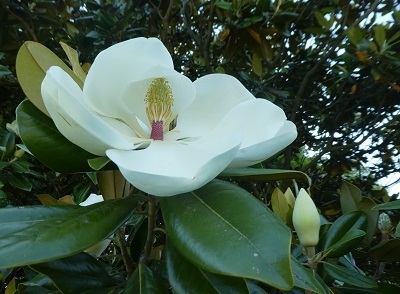 P1050362a.jpg